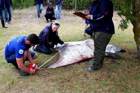 Die yslike 220kg Sickle Fin Devil Ray (Mobulid tarpanaca), â€˜n volgroeide manlike spesie wat te Blousloep, Franskraal uitgespoel het, met â€˜n vlerkspan van 3 meter. Daar is vasgestel dat dit die verste suid in Afrika nÃ³g is wat hierdie skouspelagtige spesie se teenwoordigheid opgeteken is. Verbasend genoeg was daar nog 2 lewendige suigvisse vas aan hom wat  in die see vrygelaat is. Middel: Alison Towner